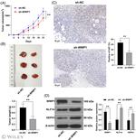 KLF14 Antibody in Western Blot (WB)