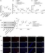 TREM2 Antibody in Western Blot (WB)