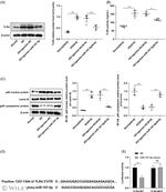 TLR4 Antibody in Western Blot (WB)