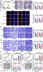N-cadherin Antibody in Western Blot (WB)