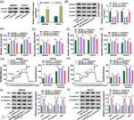 N-cadherin Antibody in Western Blot (WB)