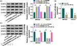 GCNT4 Antibody in Western Blot (WB)