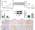 N-cadherin Antibody in Immunohistochemistry (IHC)