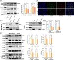 NT5DC2 Antibody in Western Blot (WB)
