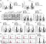 GPX4 Antibody in Western Blot (WB)
