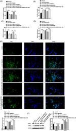 GPX4 Antibody in Western Blot (WB)