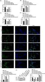 GPX4 Antibody in Western Blot (WB)