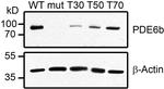 PDE6B Antibody in Western Blot (WB)