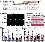 GFP Antibody in Western Blot (WB)