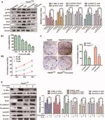 IL-6R Antibody in Western Blot (WB)