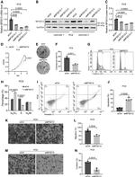C19orf28 Antibody in Western Blot (WB)