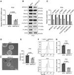 C19orf28 Antibody in Western Blot (WB)