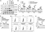 CD86 Antibody in Flow Cytometry (Flow)