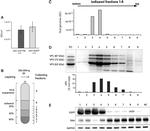 GNAO1 Antibody in Western Blot (WB)