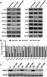 SRSF3 Antibody in Western Blot (WB)