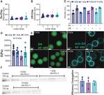 PD-L1 Antibody in Western Blot (WB)