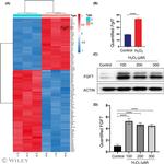 KGF Antibody in Western Blot (WB)