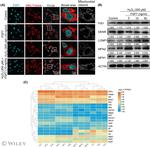 KGF Antibody in Western Blot (WB)