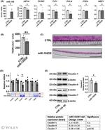 Claudin 7 Antibody in Western Blot (WB)