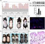 Endothelin 1 Antibody in Western Blot (WB)