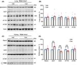 Angiotensinogen Antibody in Western Blot (WB)