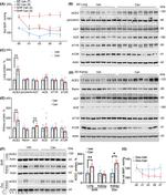 Angiotensinogen Antibody in Western Blot (WB)