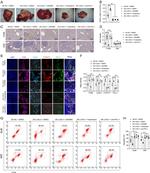 LOXL4 Antibody in Immunohistochemistry (IHC)