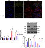 VE-cadherin Antibody in Western Blot (WB)