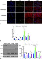 VE-cadherin Antibody in Western Blot (WB)
