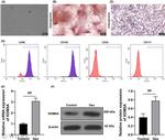 KDM5A Antibody in Western Blot (WB)