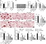 KDM5A Antibody in Western Blot (WB)