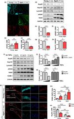 NUP107 Antibody in Western Blot (WB)