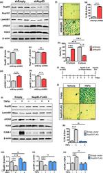 NUP107 Antibody in Western Blot (WB)