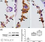 Oxytocin Antibody in Immunohistochemistry (IHC)