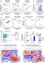 EVI1 Antibody in Western Blot (WB)