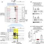 EVI1 Antibody in Western Blot (WB)
