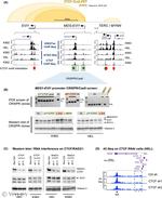 EVI1 Antibody in Western Blot (WB)
