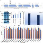 Lamin A/C Antibody in Western Blot (WB)