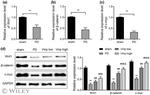 c-Myc Antibody in Western Blot (WB)