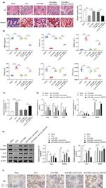 TXNIP Antibody in Western Blot, Immunohistochemistry (WB, IHC)