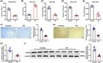 GLRX Antibody in Western Blot (WB)