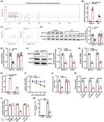 METTL14 Antibody in Western Blot (WB)