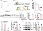 GLRX Antibody in Western Blot (WB)