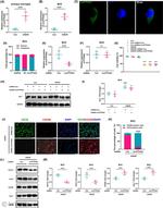 CD16 Antibody in Western Blot (WB)
