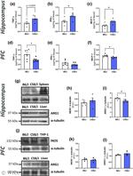 Arginase 1 Antibody in Western Blot (WB)