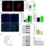 PTDSS1 Antibody in Western Blot (WB)
