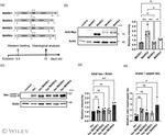 Tau Antibody in Western Blot (WB)