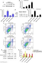 TOX4 Antibody in Western Blot (WB)