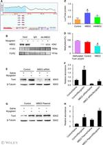 TOX4 Antibody in Western Blot (WB)