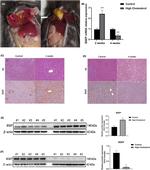 BSEP Antibody in Western Blot (WB)